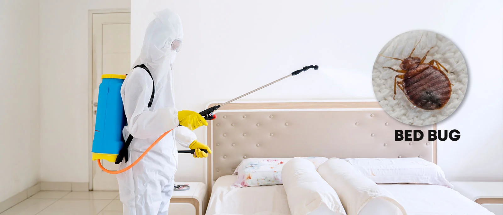 Bedbug Management Service